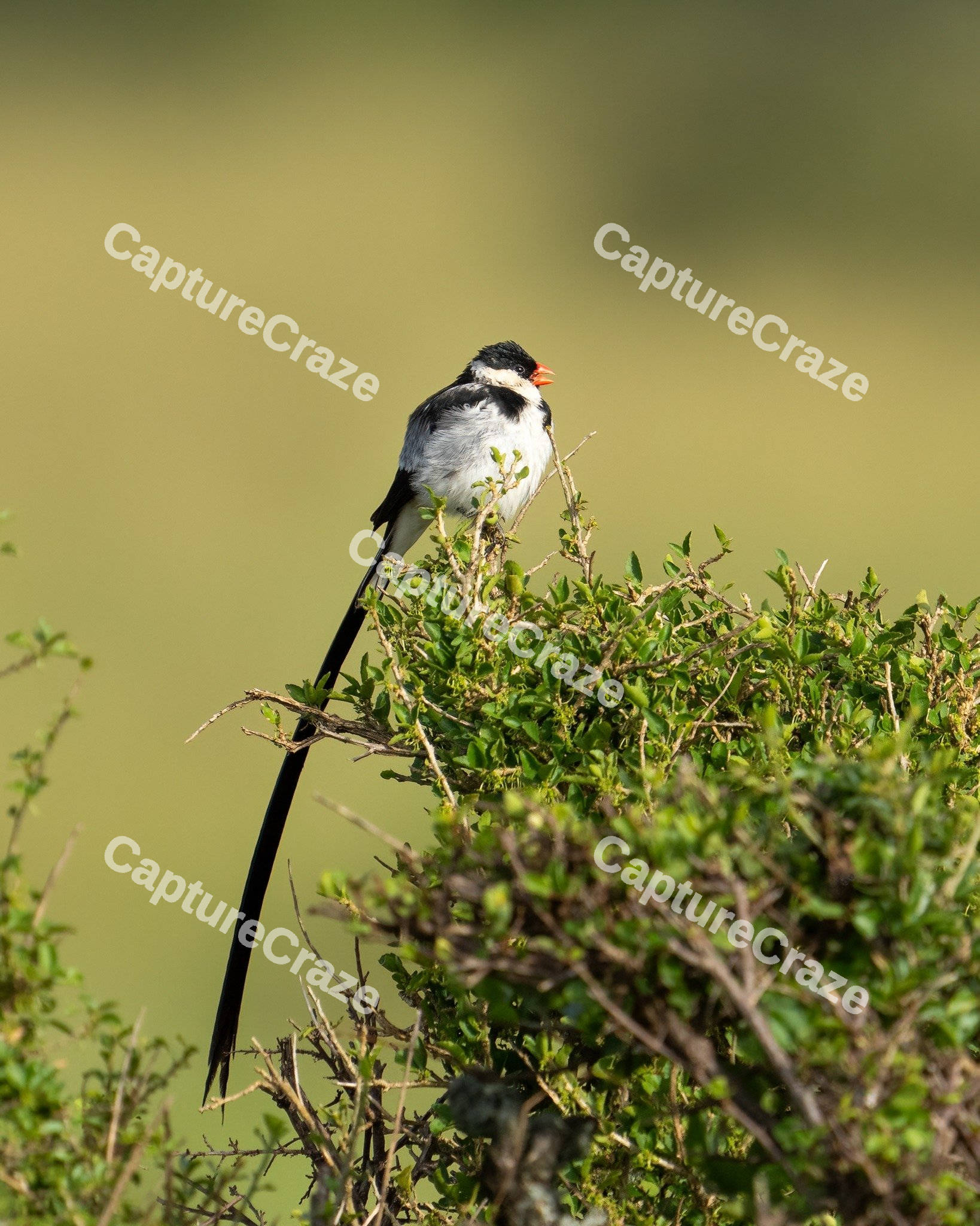 Pin-tailed whydah